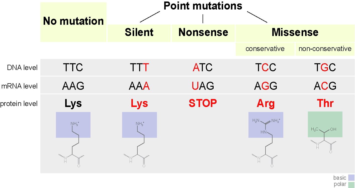 what gene affects scid