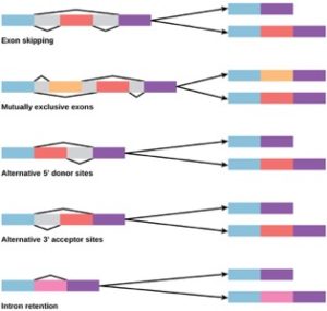 splicing alternativo