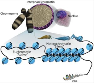 kromatiinin uudelleenmallinnus