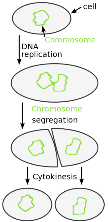 Prokaryotic Cell Division – Mt Hood Community College Biology 102