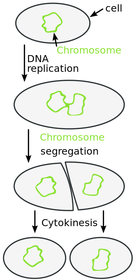 Prokaryotic Cell Division – Mt Hood Community College Biology 102