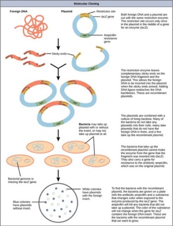 cloning restriction recombinant mobio bacteria bacterial coli diagrammatically setup plasmid libretexts