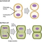 Cytokinesis in animal and plant cells