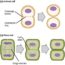 Eukaryotic Cell Division – Mt Hood Community College Biology 102