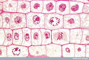 Eukaryotic Cell Division – Mt Hood Community College Biology 102