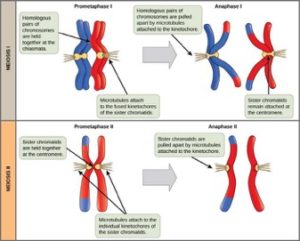 09.4meiosis1and2