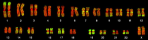 human karyotype