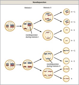 Errors in Meiosis – Mt Hood Community College Biology 102