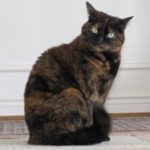 09.tortoiseshellcat