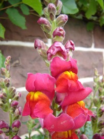 10l.snapdragon