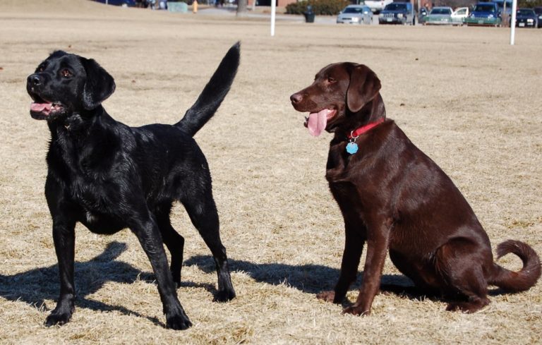 Black Fur Color: A Dominant Trait – Mt Hood Community College Biology 102