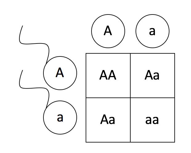 Pedigrees and Punnett Squares – Mt Hood Community College Biology 102