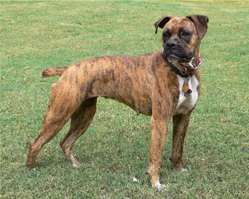 Brindle color: partial dominance and epistasis – Mt Hood Community ...