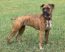 Brindle color: partial dominance and epistasis – Mt Hood Community ...