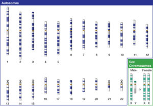 The X chromosome is one of two sex chromosomes. Humans and most mammals have two sex chromosomes, the X and Y. Females have two X chromosomes in their cells, while males have X and Y chromosomes in their cells. Egg cells all contain an X chromosome, while sperm cells contain an X or a Y chromosome. This arrangement means that during fertilization, it is the male that determines the sex of the offspring.