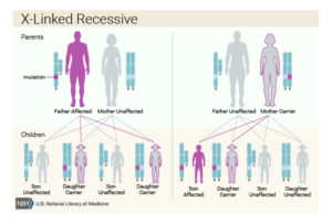 Hemophilia: a sex-linked disorder - Mt Hood Community ...