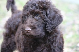 12a.labradoodle