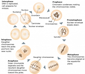 The steps of mitosis: prophase, prometaphase, metaphase, anaphase, telophase.