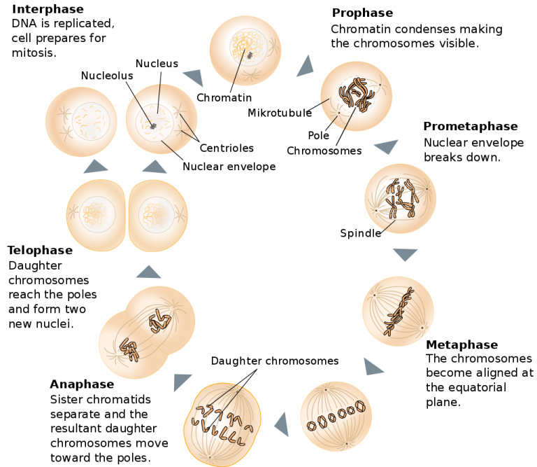 Eukaryotic Cell Division Mt Hood Community College Biology 102   1024px Mitosis Schematic Diagram En.svg 768x667 