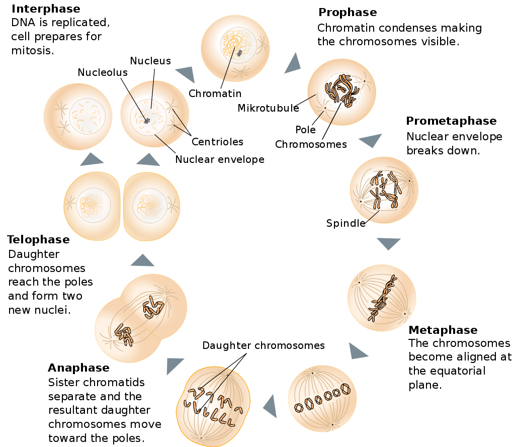 Eukaryotic Cell Division – Mt Hood Community College Biology 102