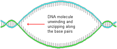 DNA unzipping