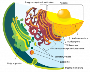 cell showing membrane-bound organelles