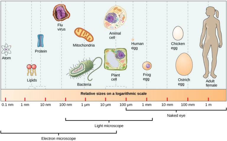 Comparing Prokaryotic And Eukaryotic Cells Mt Hood Community College Biology 101 0825