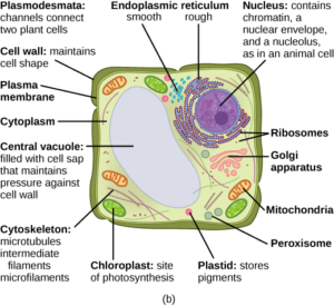 square plant cell showing organelles and large oval-shaped central vacuole in center of cell.