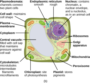 plastids in a animal cell