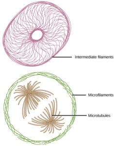 figure_03_09 cytoskeleton components