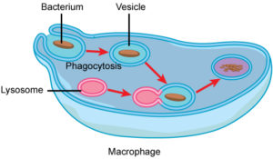 4.11 Vesicles and Vacuoles, Lysosomes, and Peroxisomes ...