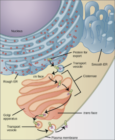 Vesicles and Vacuoles, Lysosomes, and Peroxisomes – Mt Hood Community ...