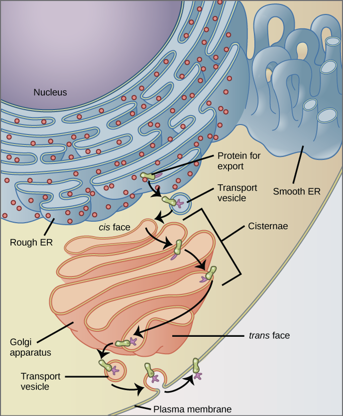 The Endoplasmic Reticulum Mt Hood Community College Biology 101