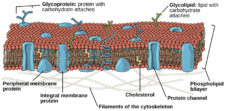 The Plasma Membrane – Mt Hood Community College Biology 101