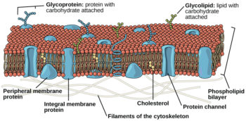 The Plasma Membrane – Mt Hood Community College Biology 101