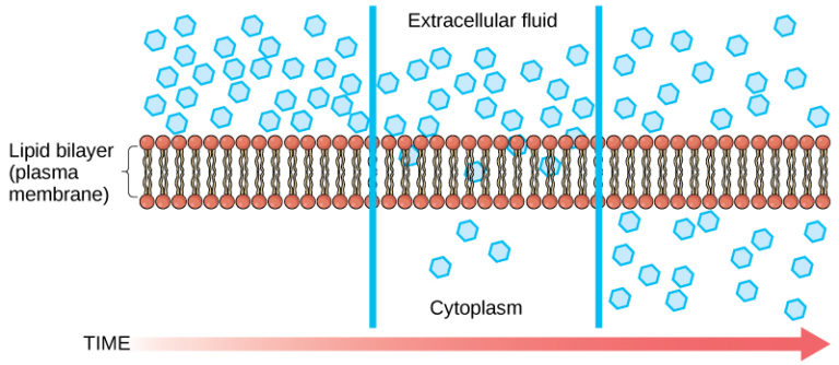 Passive Transport Diffusion Mt Hood Community College Biology 101 3191