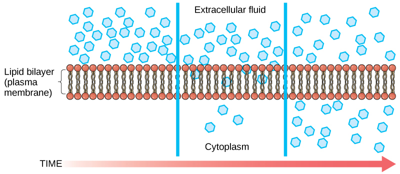 Does Facilitated Diffusion Move Water