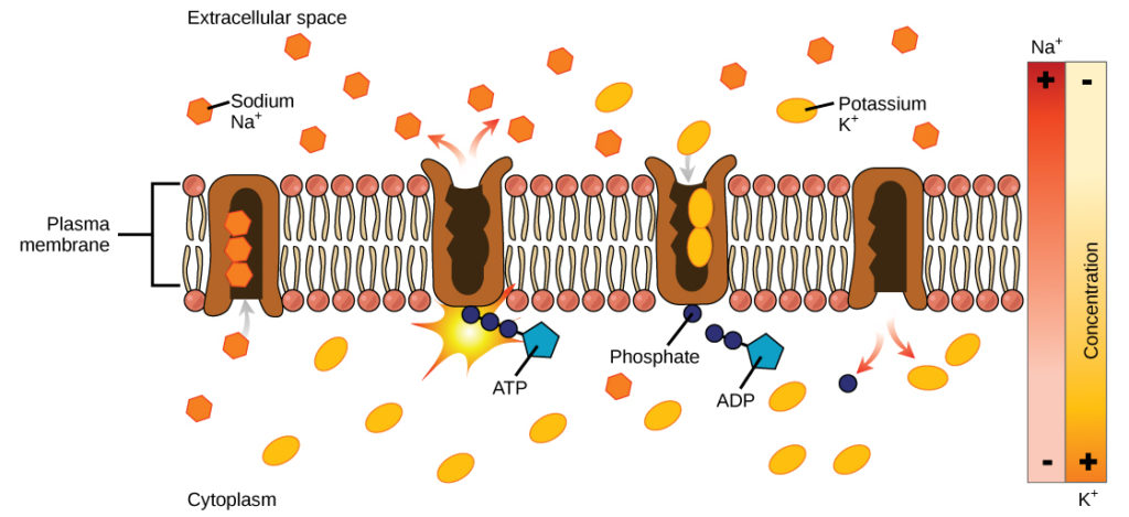 active-transport-boundless-biology