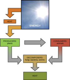 Energy – Mt Hood Community College Biology 101