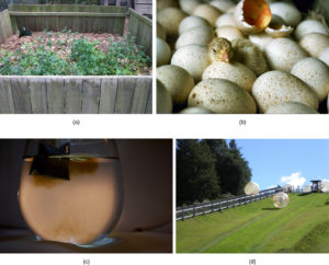 plants growing, eggs hatching, ball rolling, dye diffusing