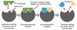 enzyme active site diagram