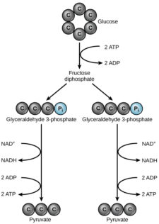 Aerobic Respiration: Glycolysis – Mt Hood Community College Biology 101