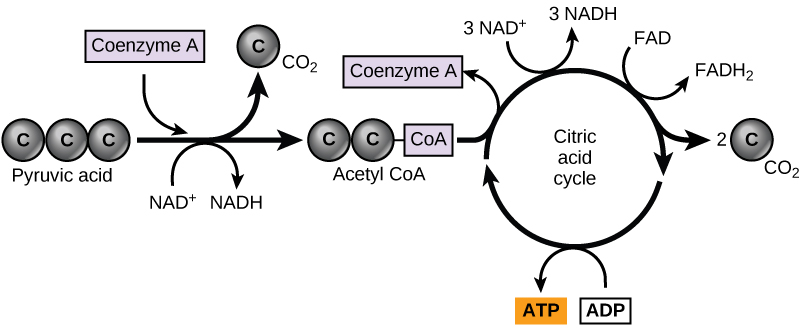 picture of pyruvate entering citric acid cycle