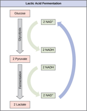 Fermentation: an anaerobic process - Figure 04 16 350x448