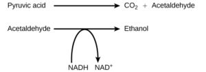 alcohol fermentation picture