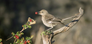 Immature sage thrasher in profile perched and feeding on a berry