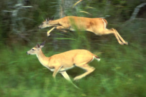 deer jumping through greenery