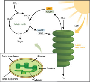 calvin cycle