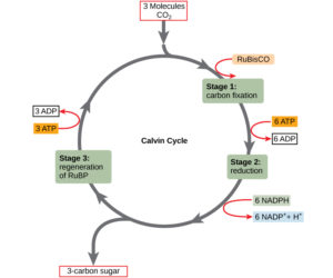 calvin cycle