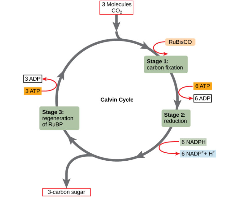 The Calvin Cycle – Mt Hood Community College Biology 101